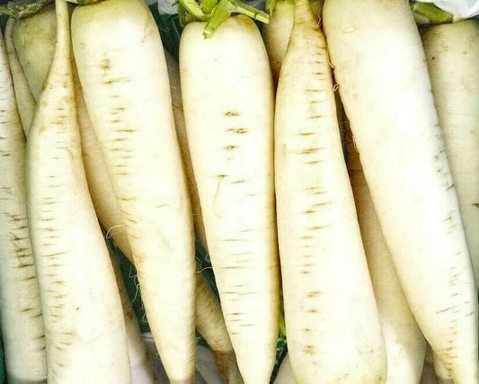 Radish Seeds 200+ White Icicle Culinary Vegetables Raphanus sativus - Garden Planting Seeds