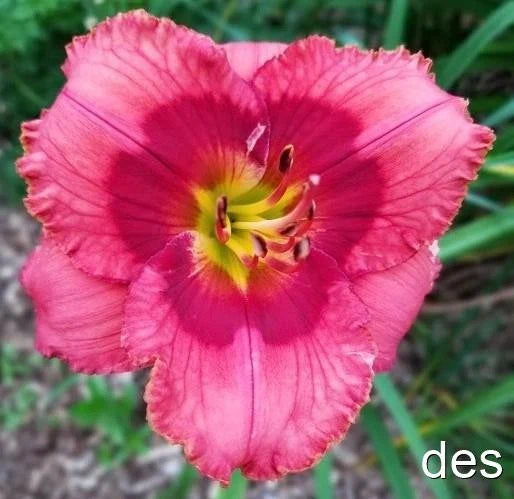 Daylily Live Plant - Wyatt Earp - Gorgeous Red Rebloomer - Hemerocallis