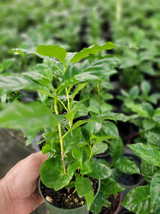 Coffee Arabica Plants 6-10 Inches Tall in 4 Inch Pot, Multiple Plants Per Pot, Coffea arabica