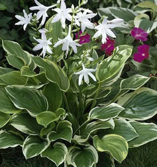 Hosta Plant - So Sweet Variety - Perennial Shade Lover - Hosta sieboldiana