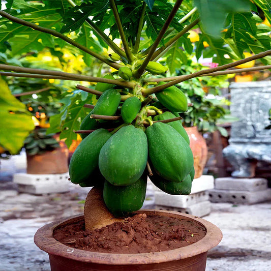 Dwarf Solo Waimanalo Tree Seeds - 20 Pack - Fast Fruit Houseplant - Carica Papaya