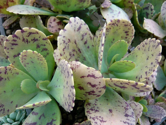 Kalanchoe Marmorata Succulent Cuttings 5" Length, Spotted Penwiper Plant, Live Indoor Plant
