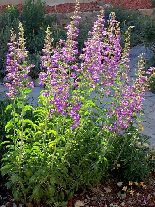 Showy Penstemon Seeds - 100 Pack - Penstemon Spectabilis - 2024 Harvest - USA Grown