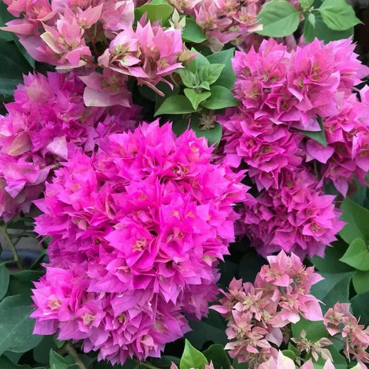 Rare Double Petal Pink Bougainvillea Bonsai Plant, Small, 1-2 Years Old, Bougainvillea glabra