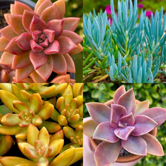 Rainbow Succulent Bundle - 4 Colorful Live Succulents/Cuttings - Varied Selection of Unique Plants