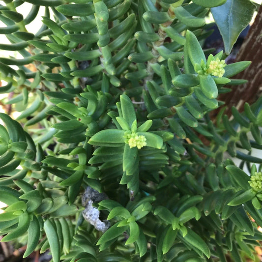 Mini Pine Tree Cuttings - Succulent Bonsai - 4 Pack - Perfect for Home Decor or Gifts - Pinus spp.