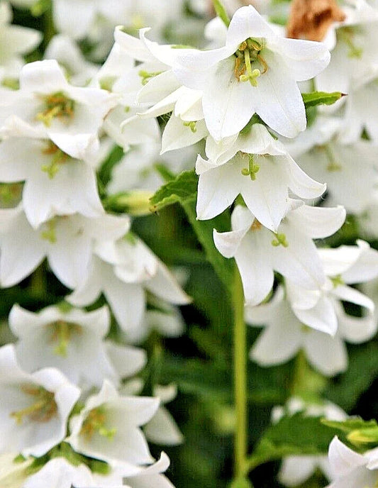 White Chimney Bellflower Seeds, 200 Count, Campanula Pyramidalis Alba, 4'-7' Tall, Perennial Garden Flower