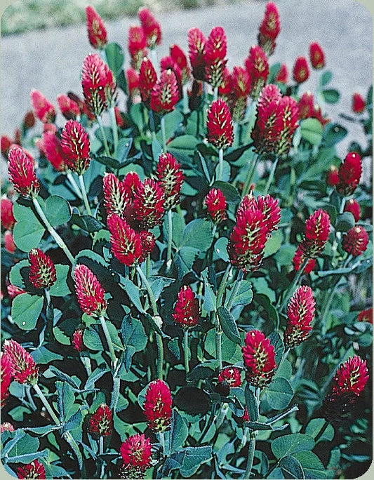 Crimson Clover Seeds - 360 Count - Red - Trifolium incarnatum - Attracts Bees - GroCo USA - Buy 15, Ships Free