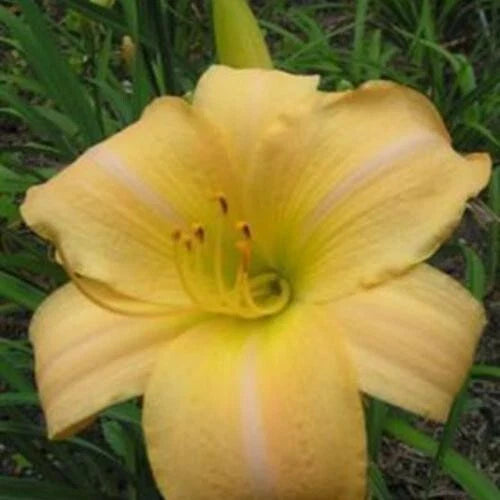 Hemerocallis Daylily 'Eurasia' 1 Fan Bareroot Live Starter Plant - Perennial Flower, Garden Decor