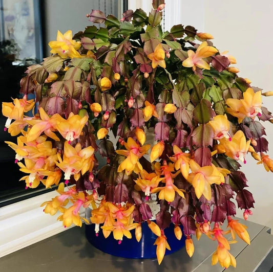 Yellow Christmas Cactus Live Plant - 5-6" - Schlumbergera - No Pot - Indoor Plant - Holiday Decor - Gift Plant