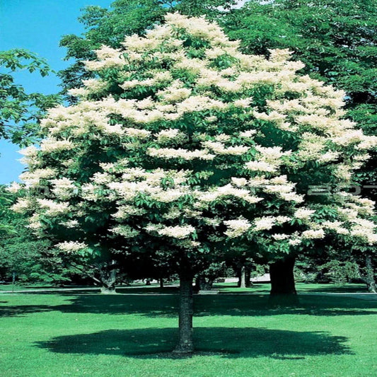 Japanese White Lilac Tree 25 Seeds - Cold Hardy Flowering Plant - Attracts Butterflies & Hummingbirds - Syringa reticulata