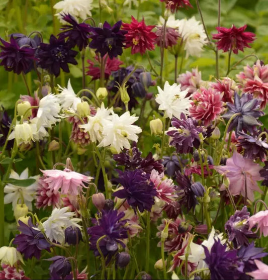 Columbine Seeds Barlow Mix Perennial Double Blooms Non-GMO Aquilegia caerulea 100 Pack