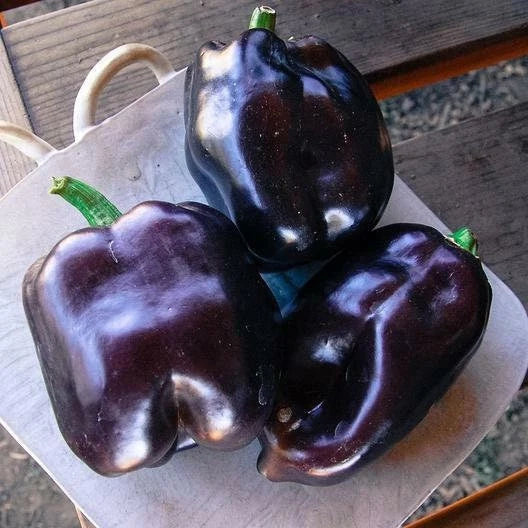 Purple Beauty Bell Pepper Seeds - Non-GMO Heirloom Variety - Capsicum annuum - Shipped with Tracking