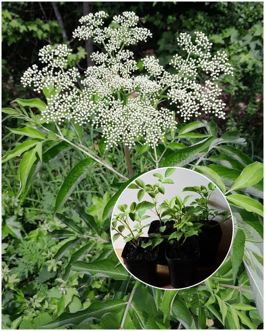 American Elderberry Starter Plant - 2"x3" Pot - Sambucus canadensis - Edible Berries, Drought Tolerant, Native Plant
