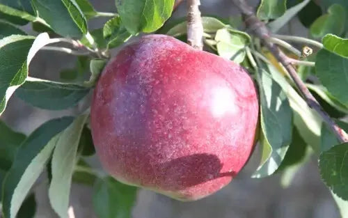 William's Pride Apple Seeds - 25+ Seeds for Garden Planting - Malus domestica - USA Grown, Non-GMO