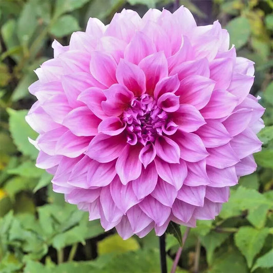 Dahlia Bulb Tuber Lavender Perfection Purple Dinnerplate 8-10" Blooms Full Sun