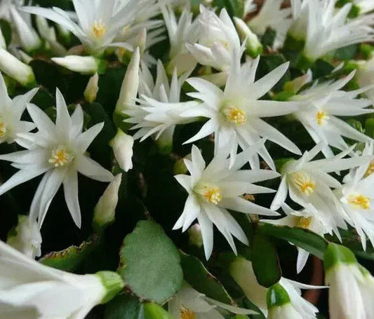 Easter Cactus Plant - White Spring Sunrise - Rooted Rhipsalidopsis Hatiora