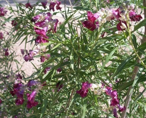 Desert Willow Tree Seeds - 40+ Freshly Harvested, Purple Orchid Flower - Chilopsis linearis