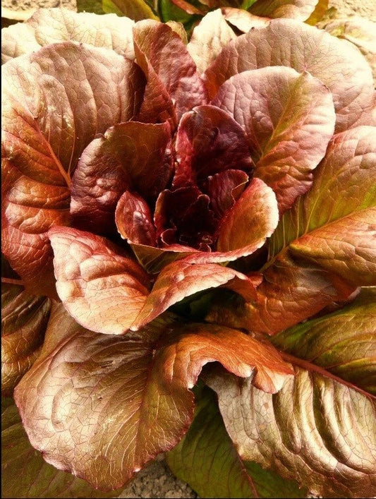 Cimmaron Deep Red Romaine Lettuce Seeds - Heirloom Bulk 500-5000 Seeds - Crisp Rare Color - Lactuca sativa