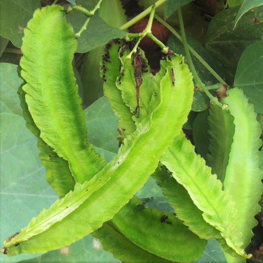 Winged Bean Seeds | Dragon Goa Variety | Asparagus Sigarilyas Chathura Payar Seed 2025