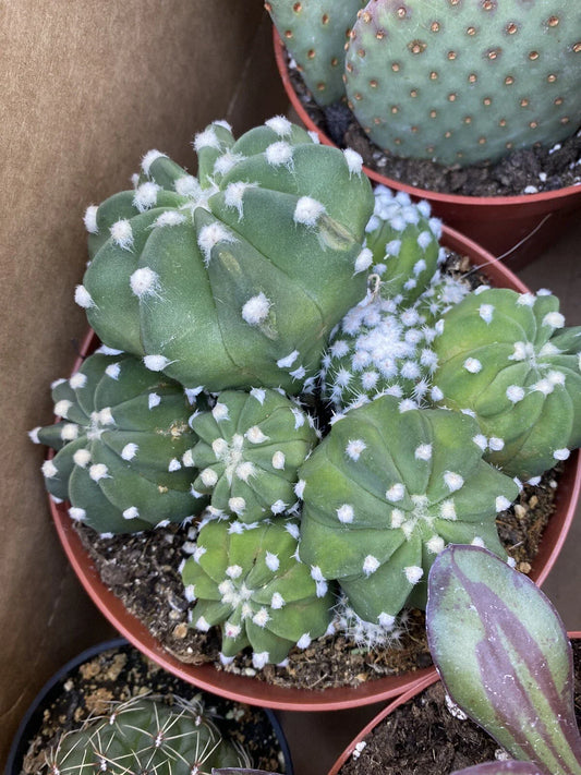 Echinopsis "Domino" Cactus Cluster Plant in 6 Inch Pot - Beautiful Succulent Greenhouse Plant