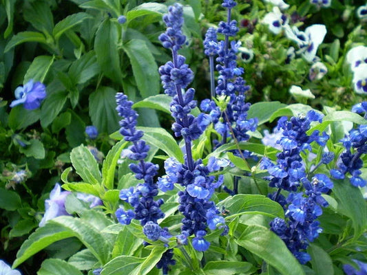 Sage Seeds 150 Count Blue Flower Salvia farinacea - GroCo USA - Buy 15 Ships Free