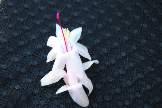 Christmas Cactus Starter Plant - Small Schlumbergera Truncata - Healthy Well-Rooted Succulent for Home Decor