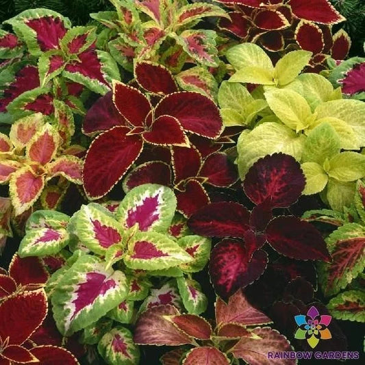 Coleus Seeds - 25+ Fairway Mix - Colorful Foliage for Garden Planting - Solenostemon scutellarioides