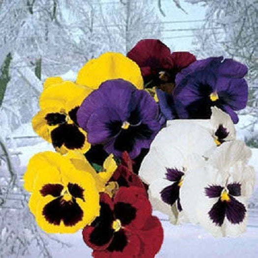Pansy Seeds - Snowpansy Mix - 50 Seeds - Viola x wittrockiana Snowpansy