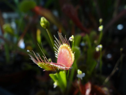 Venus Flytrap Potted Plant - Adult Dionaea muscipula - Carnivorous Houseplant for Indoor Gardening