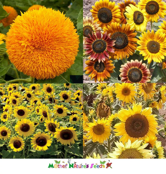 Dwarf Sunflower Seeds Mix - Non-GMO Butterflies Bees Birds Goldfinches - 50 Seeds