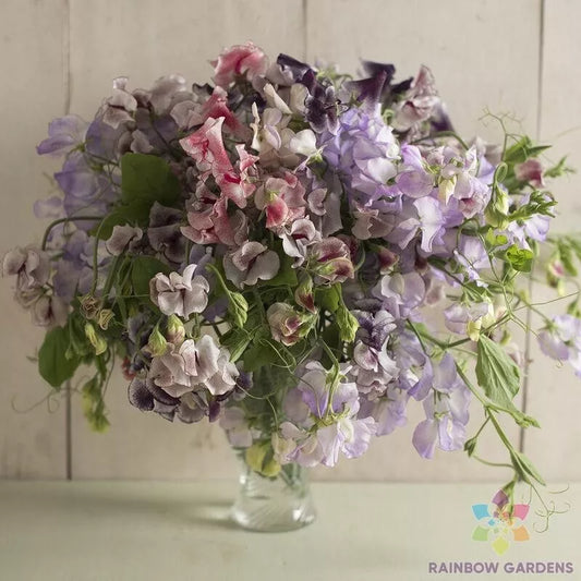 Sweet Pea Seeds - 50+ Spencer Ripple Formula Mix - Lathyrus odoratus - Garden Seeds - USA