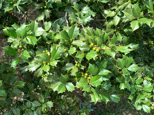 American Holly Ilex Cuttings 75+ Unrooted Organic Evergreen Tree 5-8" Winter Interest Fragrant Flowers Wildlife Attractant