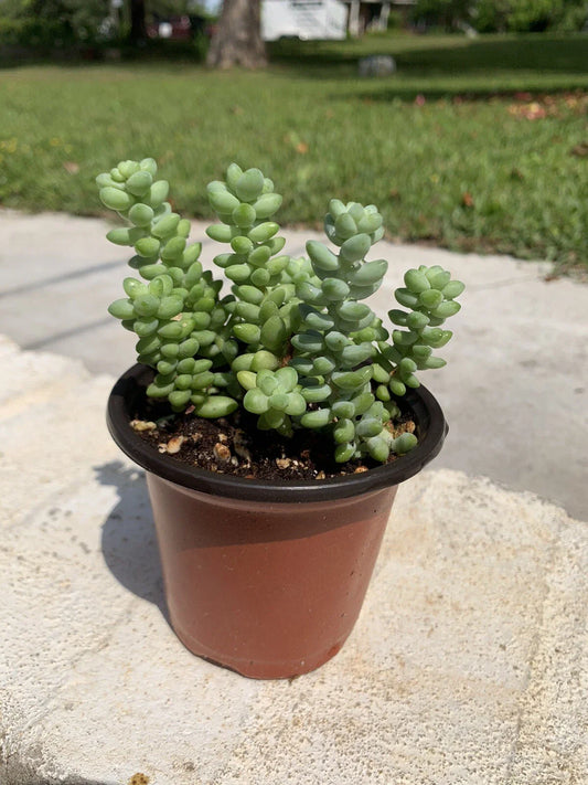 Sedum Burrito Plant Set of 2 Pots – Burro's Tail, Baby Donkey Tail – Rooted Succulent in 3.5" Pots
