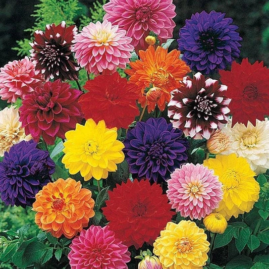 Dahlia Bulbs for Planting - Large Decorative Mixture - Various Colors - Dahlia spp.
