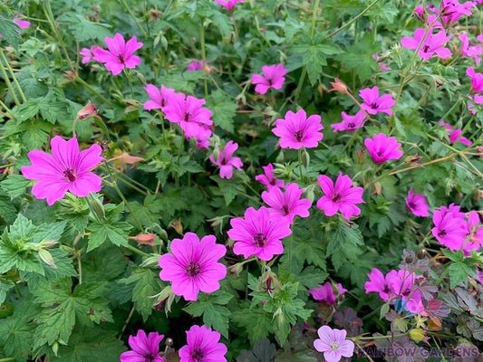 Elworthy Eyecatcher Geranium Seeds - 25+ Pack - Perfect for Garden - Pelargonium 'Elworthy Eyecatcher'