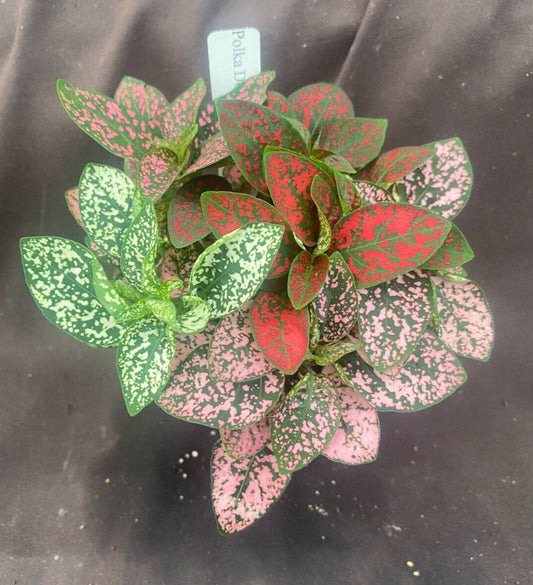 Polka Dot Plants - 3" Rooted Plant - Hypoestes - Colorful Indoor Houseplant for Home Decor