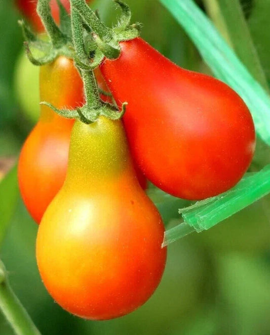Classic Red Pear Tomato Seeds - 25 Fresh Premium Seeds (Solanum lycopersicum) - Heirloom Variety for Home Gardening