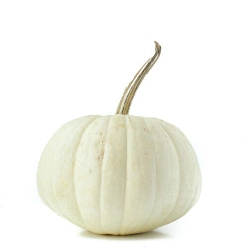 White Pumpkin Seeds - 25+ Count - Ghost Variety - Cucurbita pepo - Ideal for Garden Planting - USA Grown