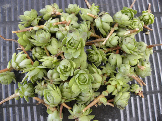 Lot of 50 Succulent Plants - Hens & Chickens 1 Inch Chicks - Perennial - Echeveria spp.