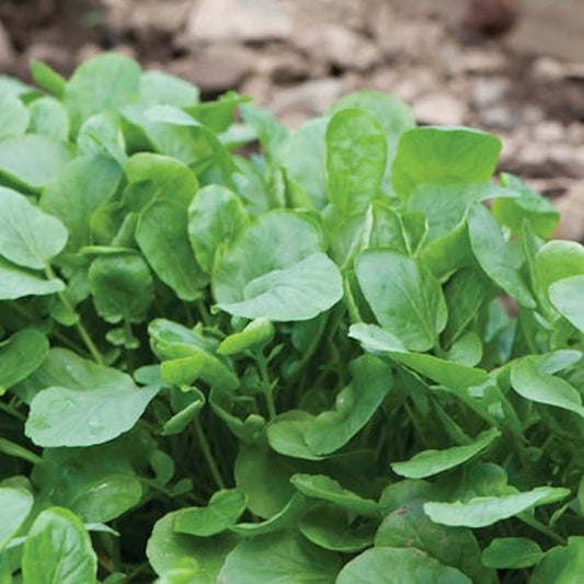 Upland Cress Seeds - 2000 Non-GMO Heirloom Early Cress Creasy Greens - USA Seller