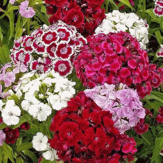 Sweet William Seeds - 200+ Count - Mixed Colors - Dianthus - Perennial - Fragrant Garden Flowers