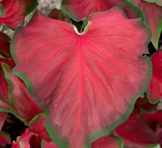 Caladium Bulbs - 6 Pack - Red Ruffles - Perennial Elephant Ears - Tropical Foliage Plant