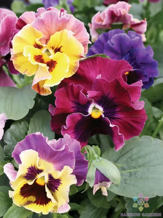 Moulin Rouge Mix Pansy Seeds - 200+ Seeds for Garden (Viola) - USA Grown - Vibrant Colors, Perfect for Planting