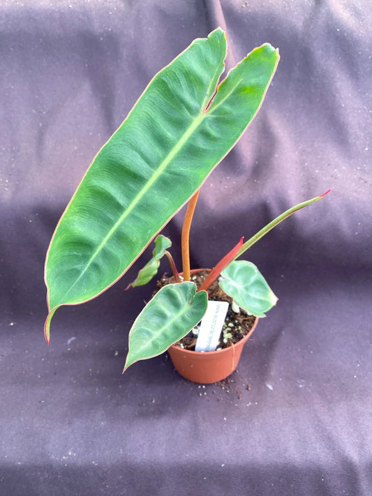 Philodendron Billietiae Rooted Plant in 3" Pot | Tropical Indoor Houseplant | Rare Variegated Green Foliage