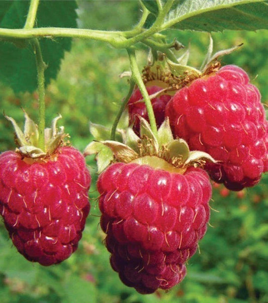 Heritage Red Raspberry Rooted Plant - Everbearing Variety - Rubus idaeus - Perfect for Zones 4-8