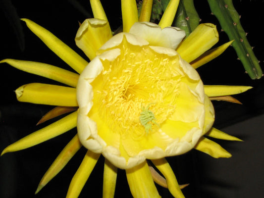 Epiphyllum Dragon Fruit Cutting - Yellow Skin Variety - Tropical Plant Cutting for Home Gardening