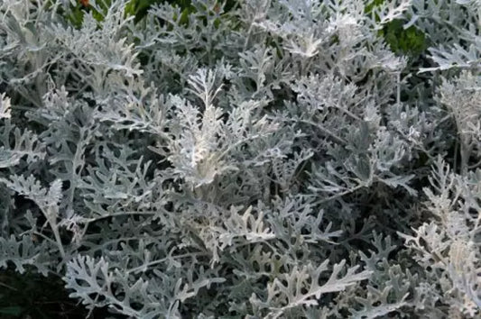 Silver Dust Seeds - 200+ Pack - Dusty Miller (Cineraria Maritima) - Drought Tolerant Ground Cover
