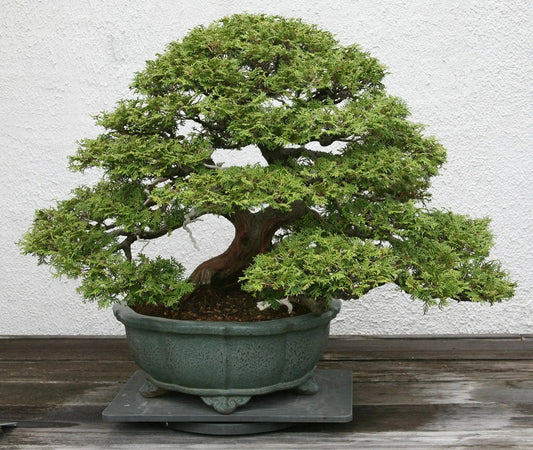 Hinoki Cypress Seeds, 50 Count, Chamaecyparis obtusa, Japanese Ornamental Tree, Evergreen Garden Plant Seeds