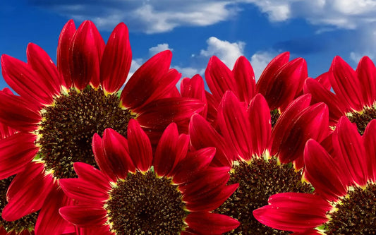 Red Sun Sunflower Seeds - 30+ Pack - Helianthus annuus for Planting